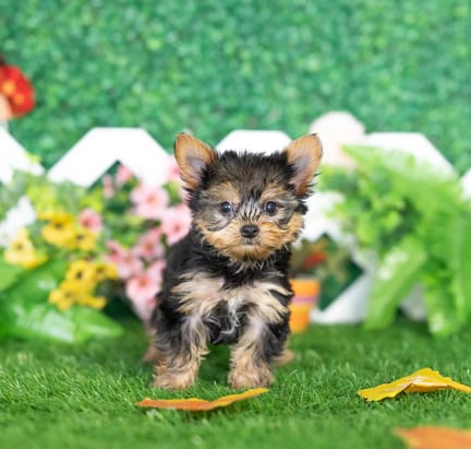 Yorkshire Terrier puppy named Parsley