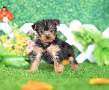 Yorkshire Terrier puppy named Cody