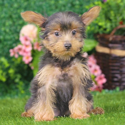 Yorkshire Terrier puppy named Cody