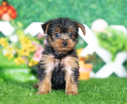Yorkshire Terrier puppy named Cody