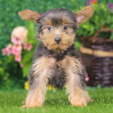 Yorkshire Terrier puppy named Cody