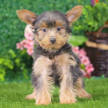 Yorkshire Terrier puppy named Cody