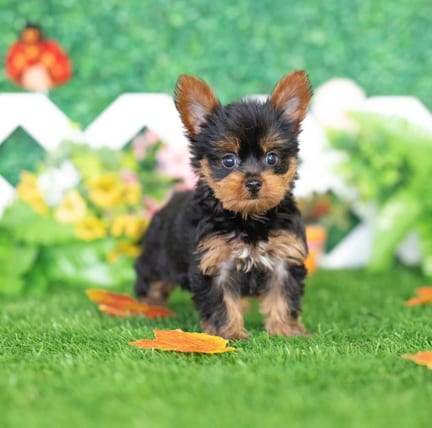 Yorkshire Terrier puppy named Honey
