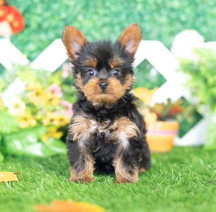 Yorkshire Terrier puppy named Honey