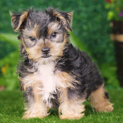 Yorkshire Terrier puppy named Aries