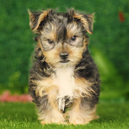Yorkshire Terrier puppy named Aries