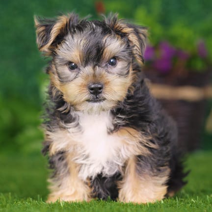 Yorkshire Terrier puppy named Aries