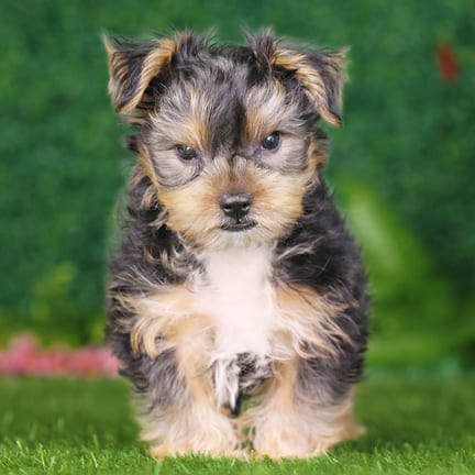 Yorkshire Terrier puppy named Aries