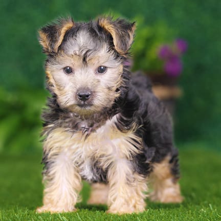 Yorkshire Terrier puppy named Cain