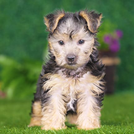 Yorkshire Terrier puppy named Cain