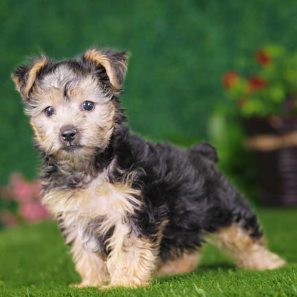 Yorkshire Terrier puppy named Cain