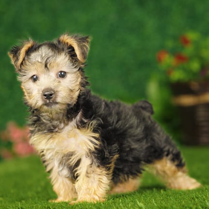Yorkshire Terrier puppy named Cain