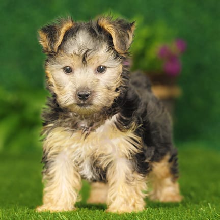 Yorkshire Terrier puppy named Cain
