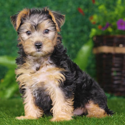 Yorkshire Terrier puppy named Jessie