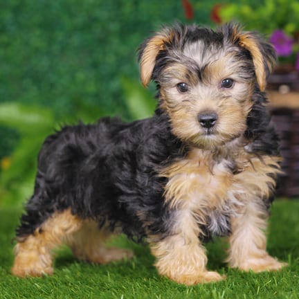 Yorkshire Terrier puppy named Jessie