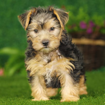 Yorkshire Terrier puppy named Jessie