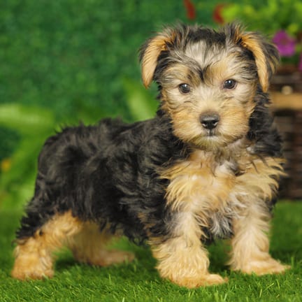 Yorkshire Terrier puppy named Jessie