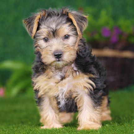 Yorkshire Terrier puppy named Jessie
