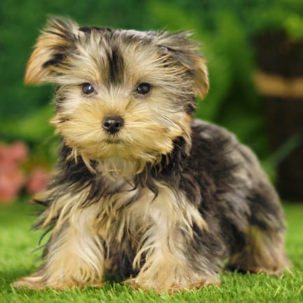 Yorkshire Terrier puppy named Twinkie