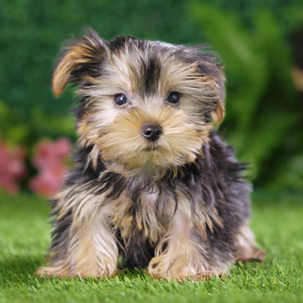 Yorkshire Terrier puppy named Twinkie