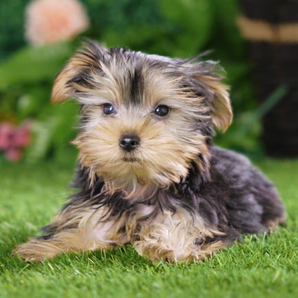 Yorkshire Terrier puppy named Twinkie