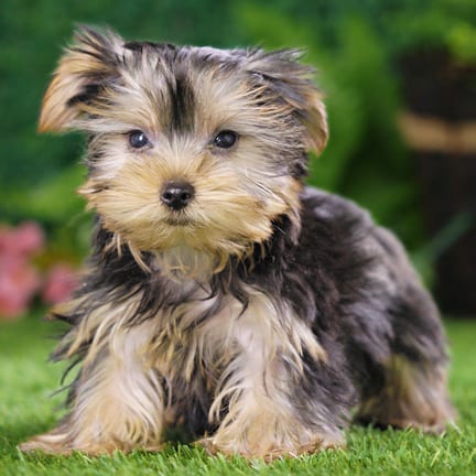 Yorkshire Terrier puppy named Twinkie