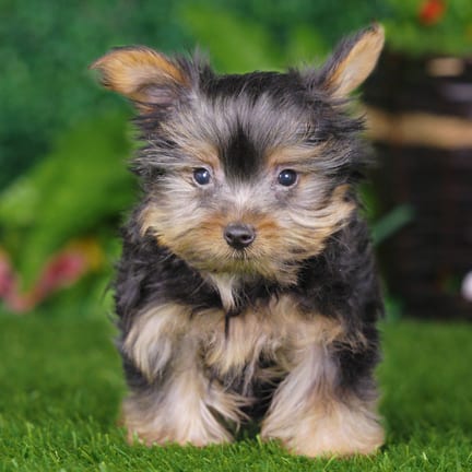 Yorkshire Terrier puppy named Camilla