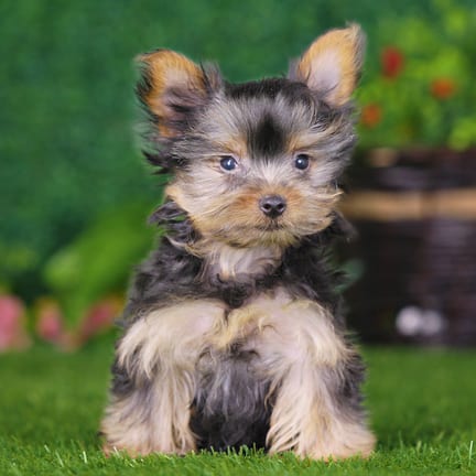 Yorkshire Terrier puppy named Camilla