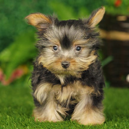 Yorkshire Terrier puppy named Camilla