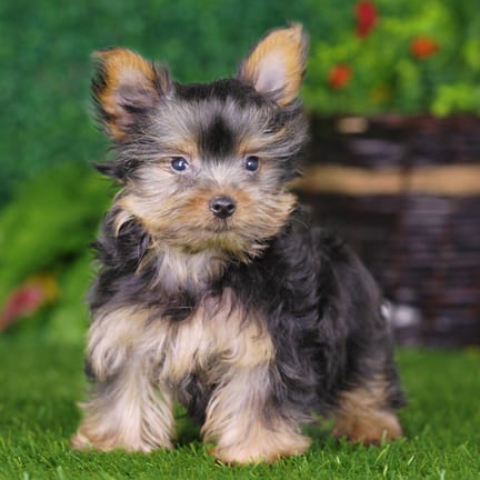 Yorkshire Terrier puppy named Camilla