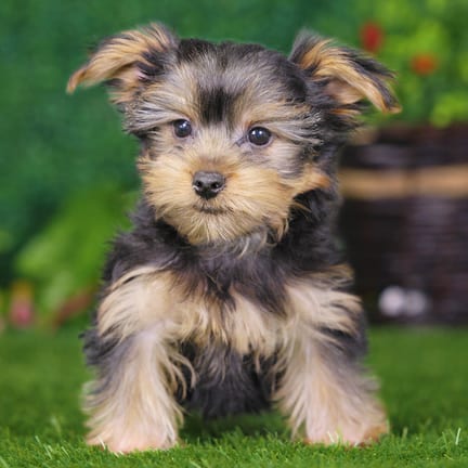 Yorkshire Terrier puppy named Winston