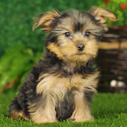 Yorkshire Terrier puppy named Winston