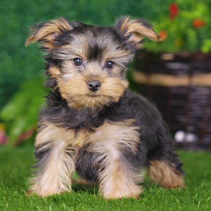 Yorkshire Terrier puppy named Winston