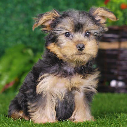 Yorkshire Terrier puppy named Winston