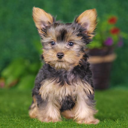 Yorkshire Terrier puppy named Odin