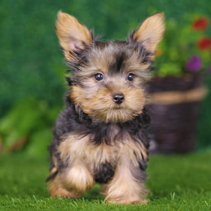 Yorkshire Terrier puppy named Odin