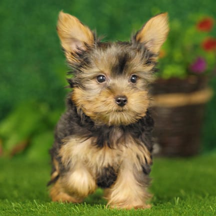 Yorkshire Terrier puppy named Odin