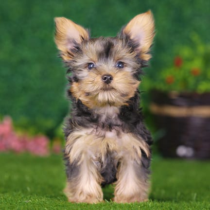 Yorkshire Terrier puppy named Odin