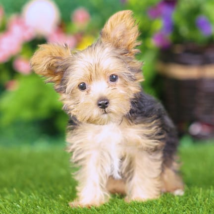 Yorkshire Terrier puppy named Morgan