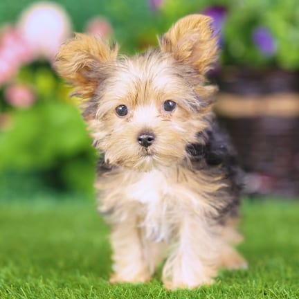 Yorkshire Terrier puppy named Morgan