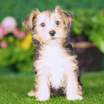 Yorkshire Terrier puppy named Beta