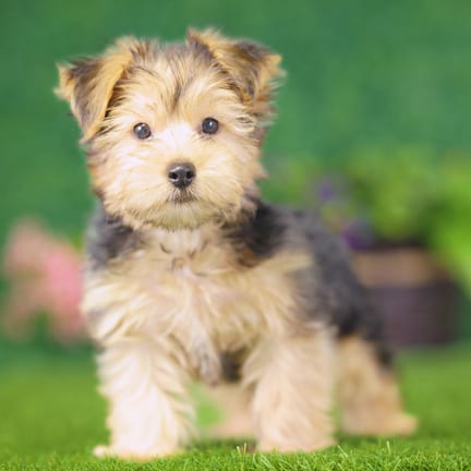 Yorkshire Terrier puppy named Albert