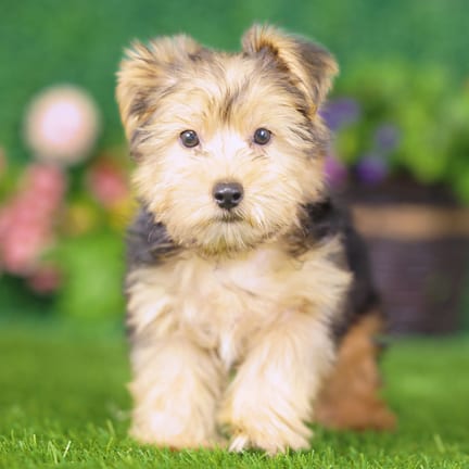 Yorkshire Terrier puppy named Albert