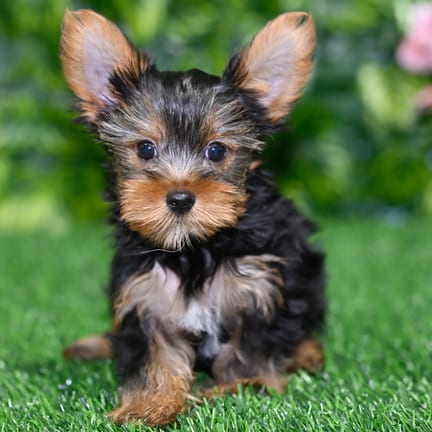 Yorkshire Terrier puppy named Kimber