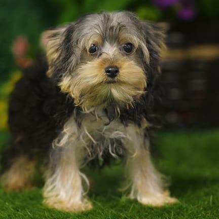 Yorkshire Terrier puppy named Barton