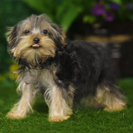 Yorkshire Terrier puppy named Barton