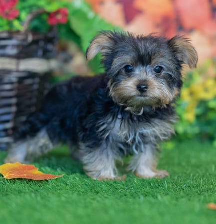 Yorkshire Terrier puppy named Barton