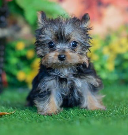 Yorkshire Terrier puppy named Misty