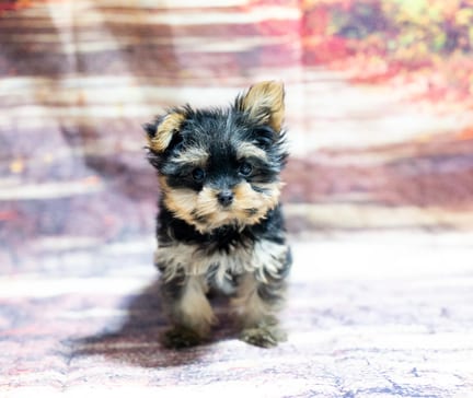 Yorkshire Terrier puppy named Socks