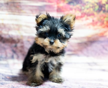 Yorkshire Terrier puppy named Socks
